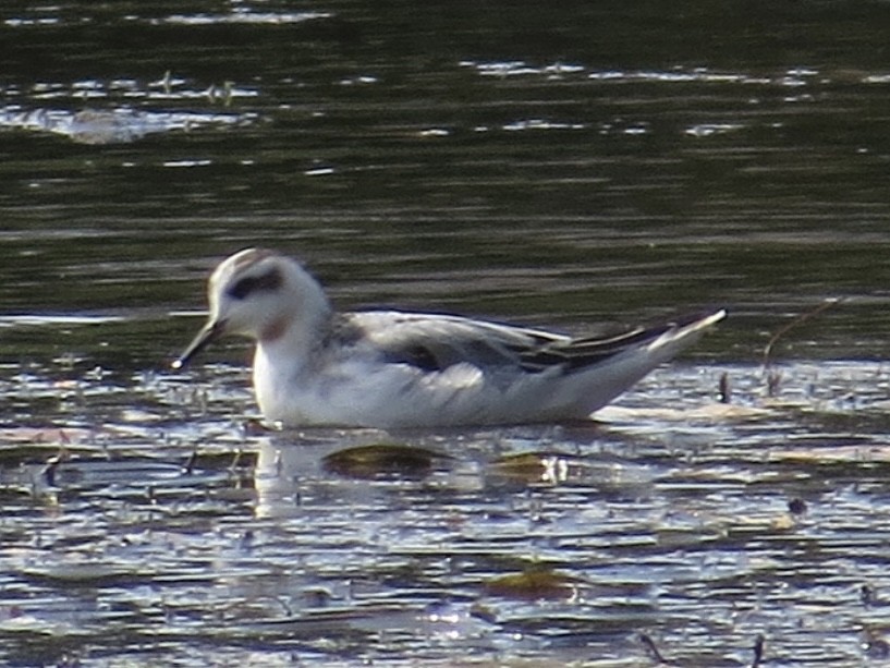 polarsvømmesnipe - ML616116511