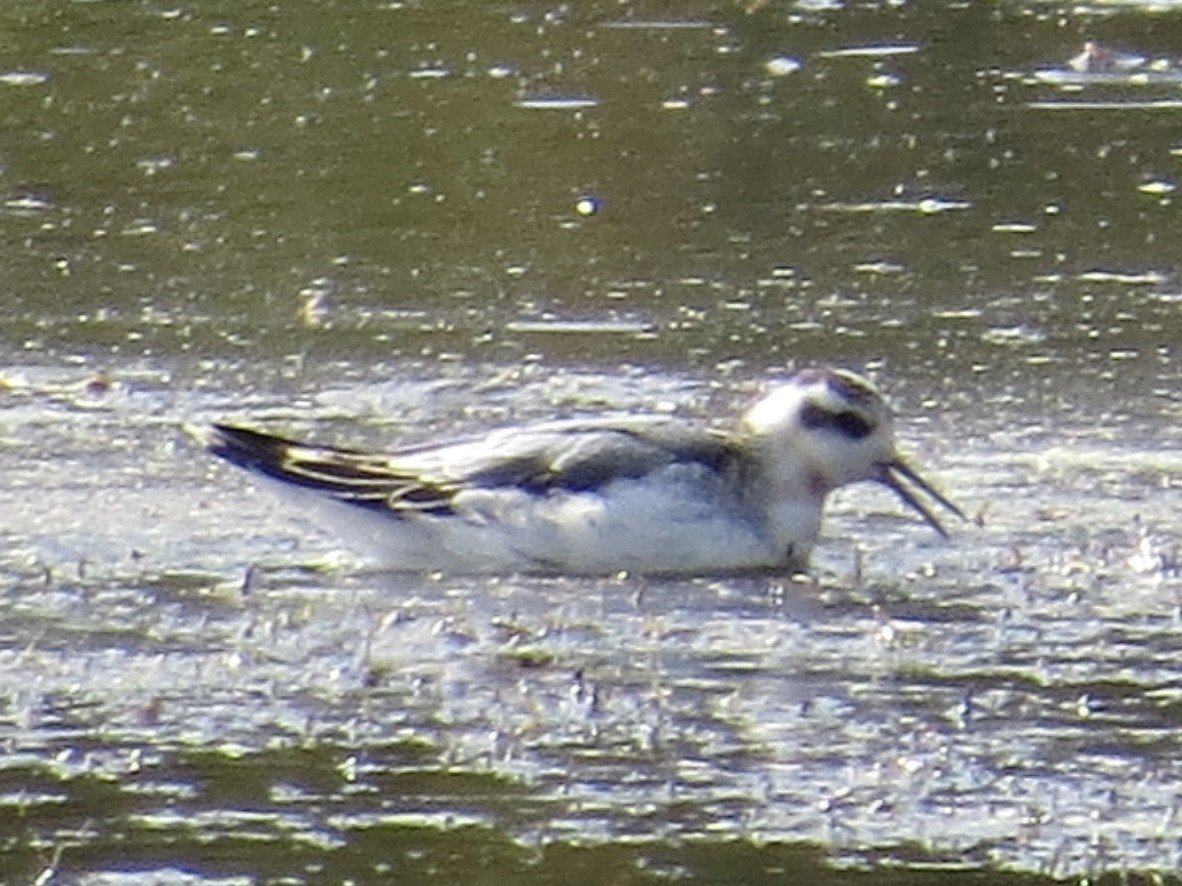 Red Phalarope - ML616116512