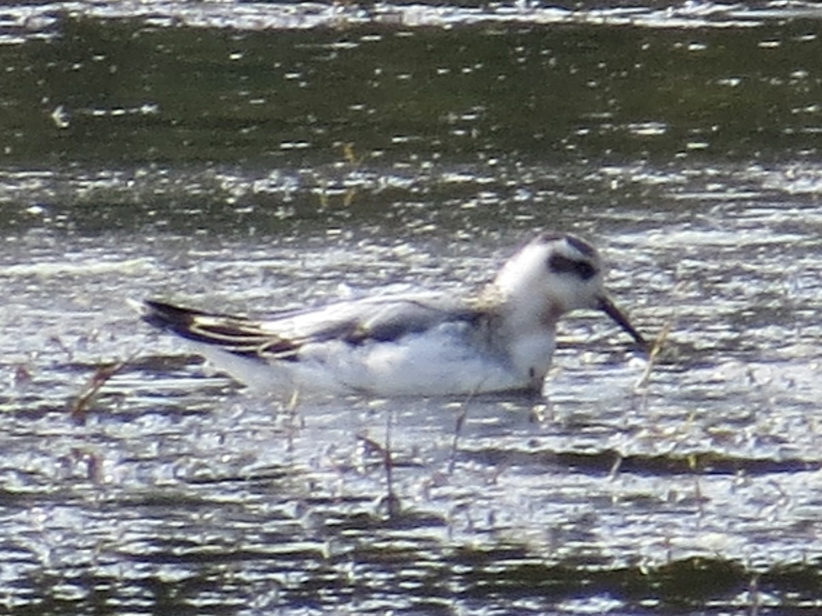 Red Phalarope - ML616116513