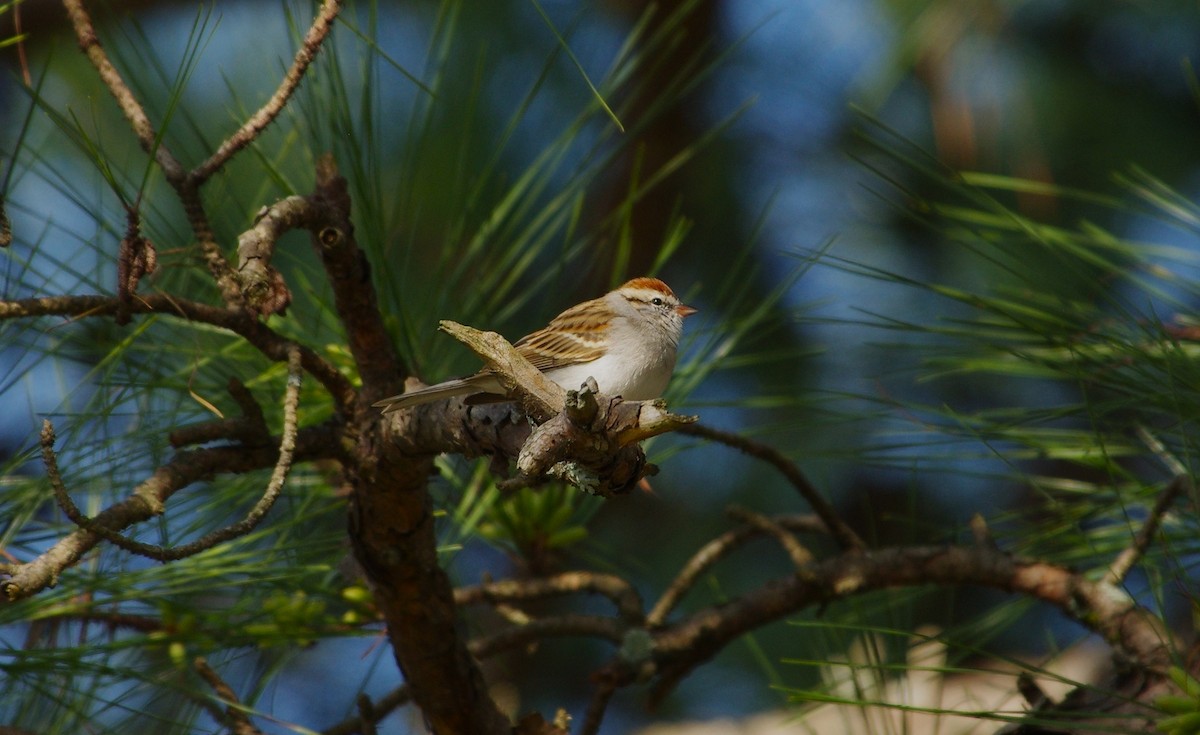 Chipping Sparrow - ML616116521