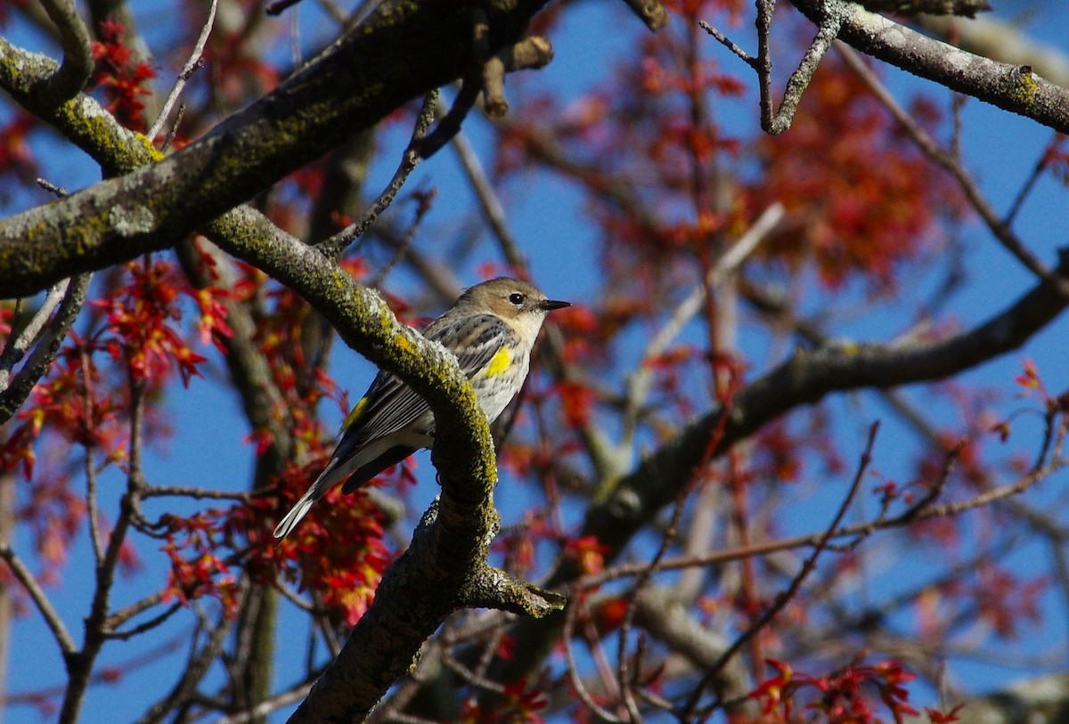 Yellow-rumped Warbler - ML616116545