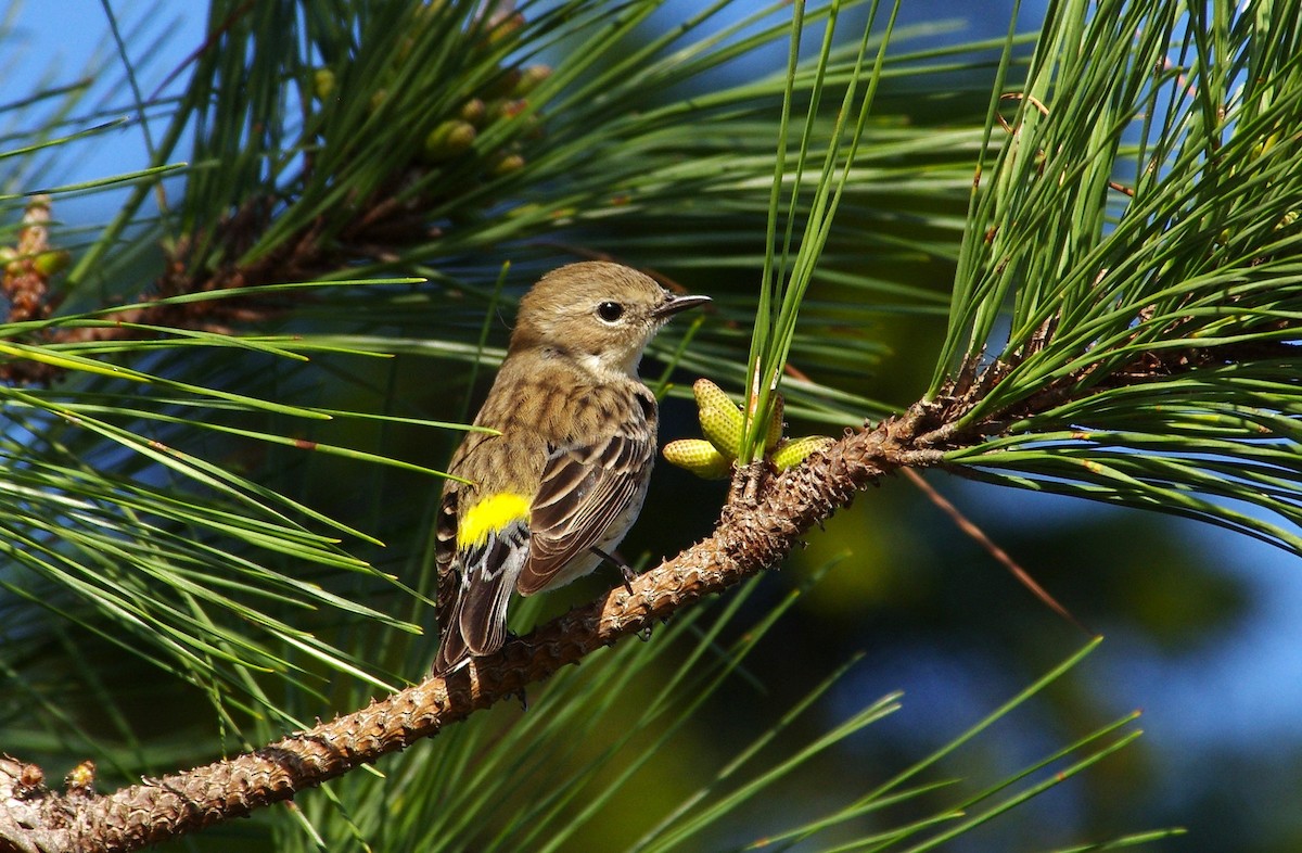 Yellow-rumped Warbler - ML616116572