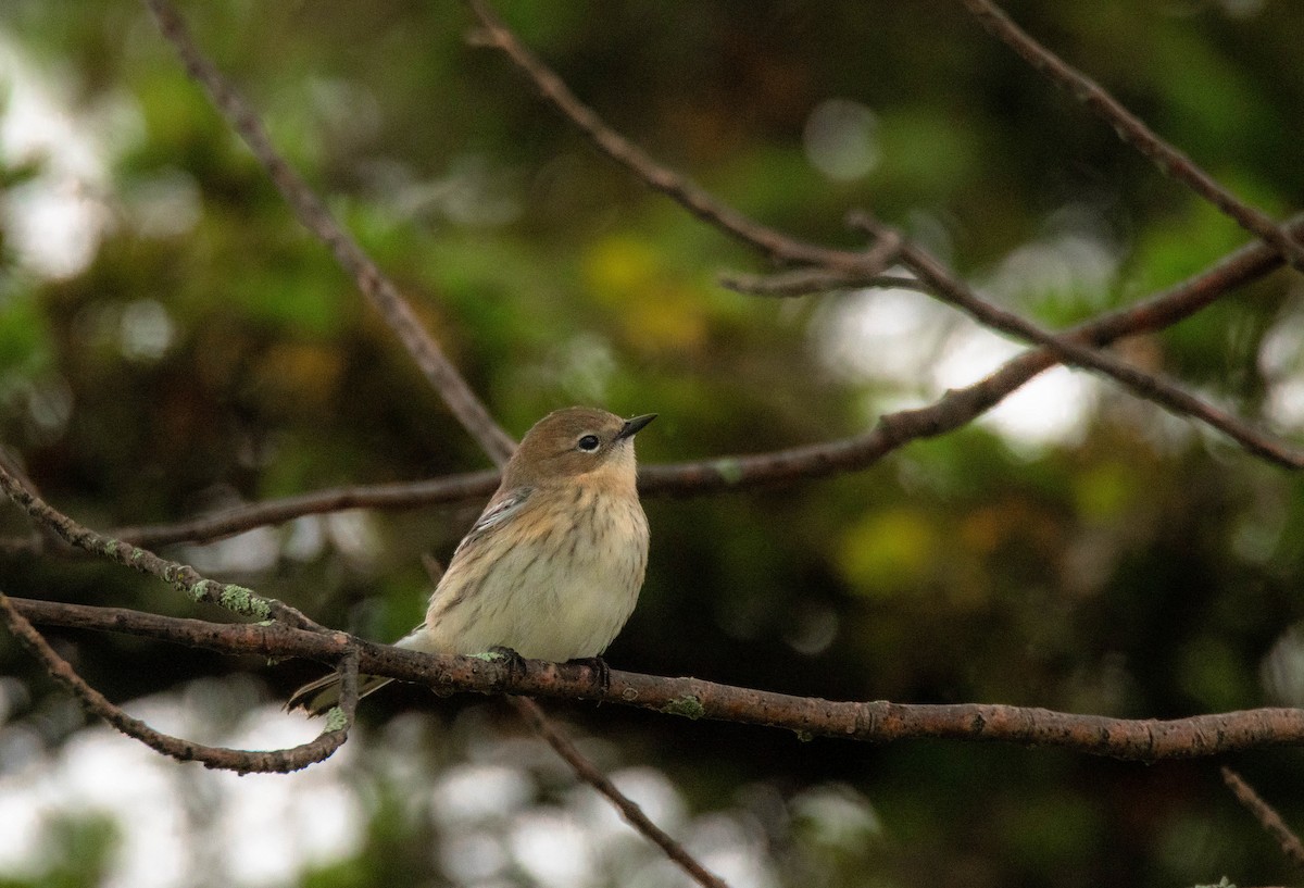 Yellow-rumped Warbler - ML616116598