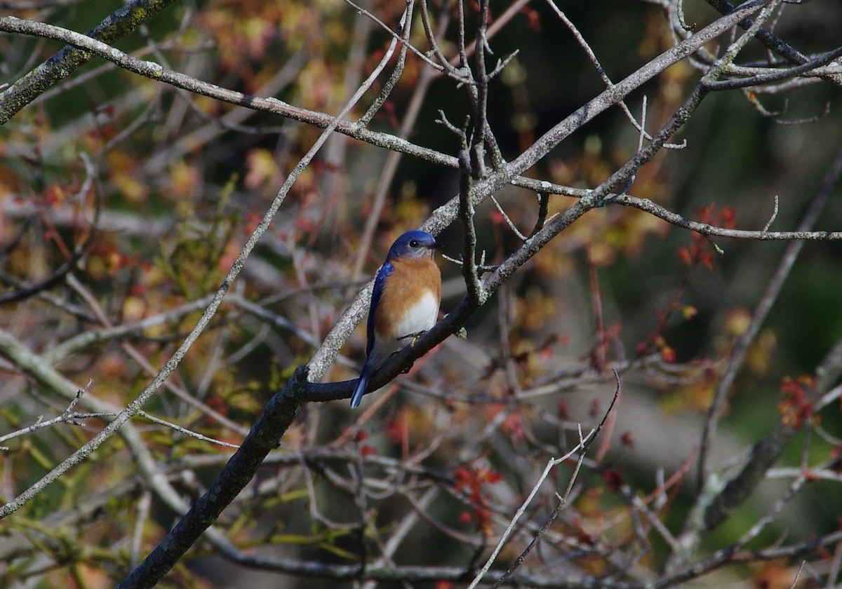 Eastern Bluebird - ML616116601