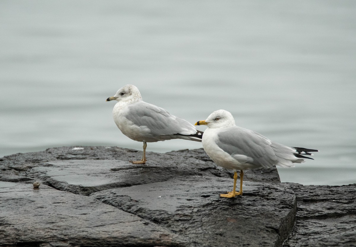 Gavina americana - ML616116621