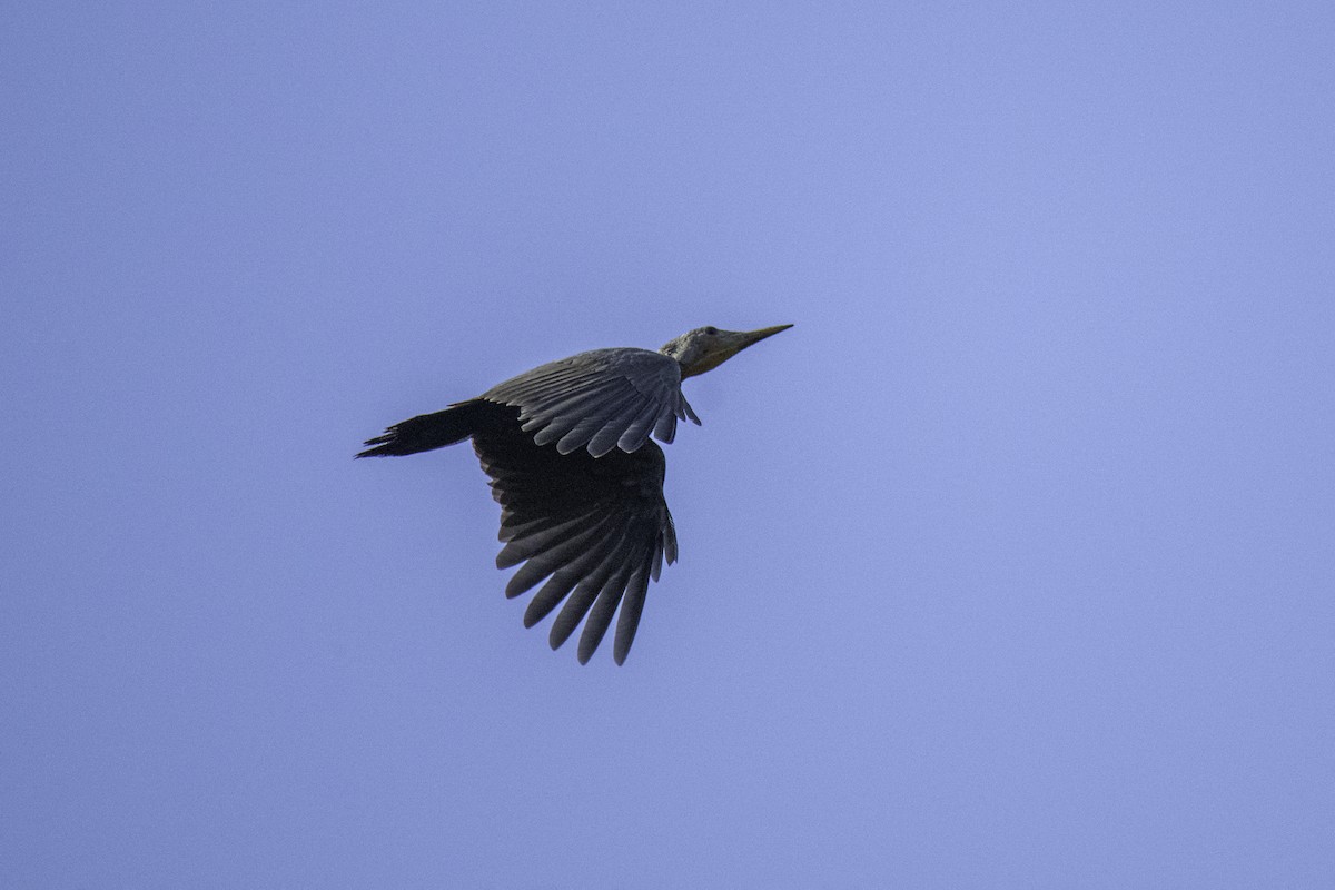 Great Slaty Woodpecker - ML616116622