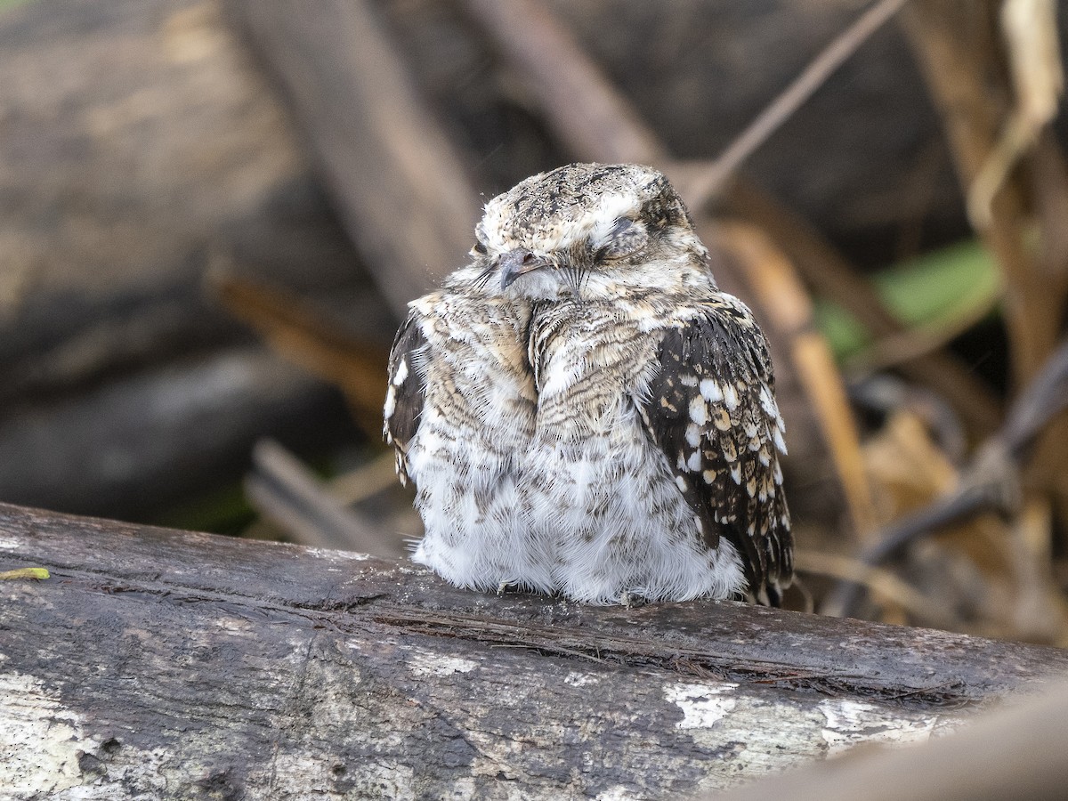 Ladder-tailed Nightjar - Steven Hunter