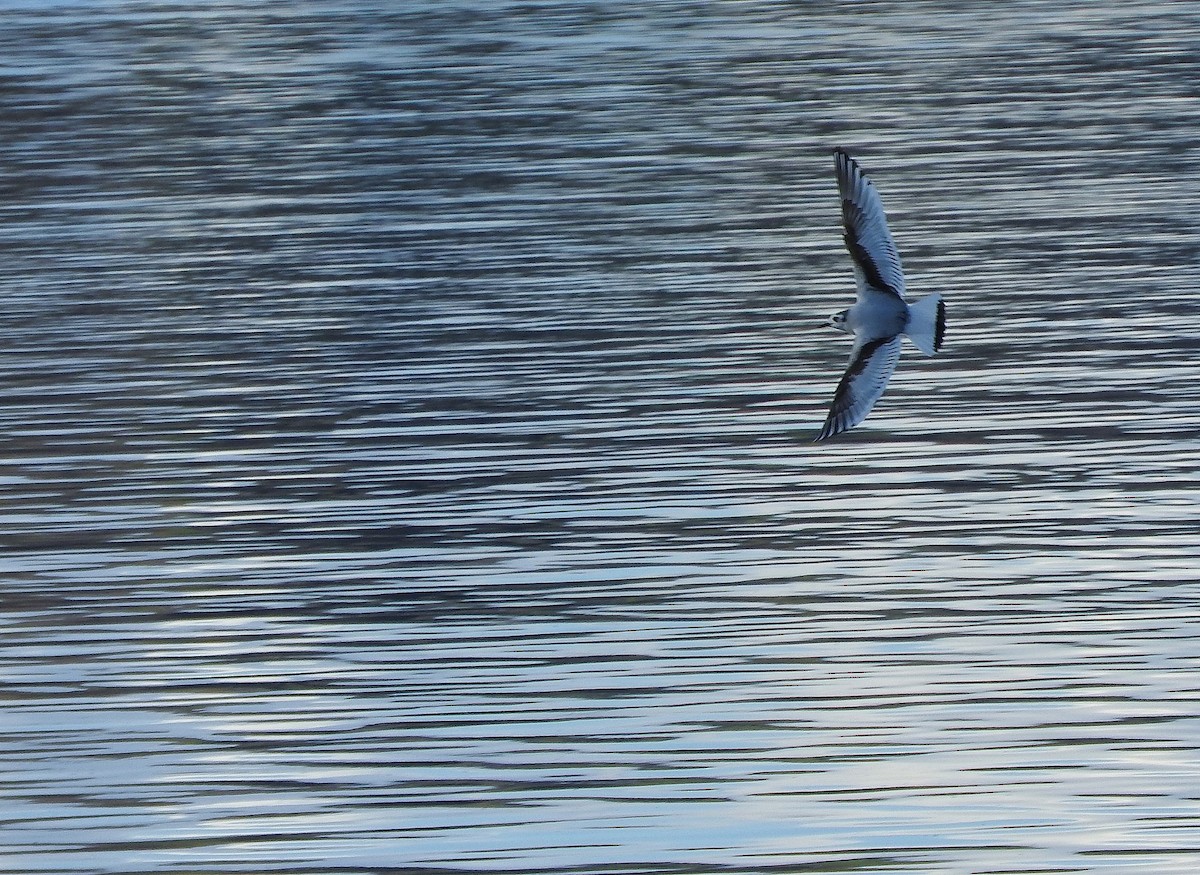 Little Gull - ML616116653