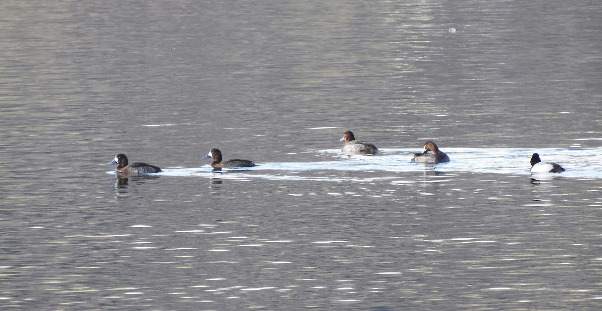 Greater Scaup - Matt Slaymaker