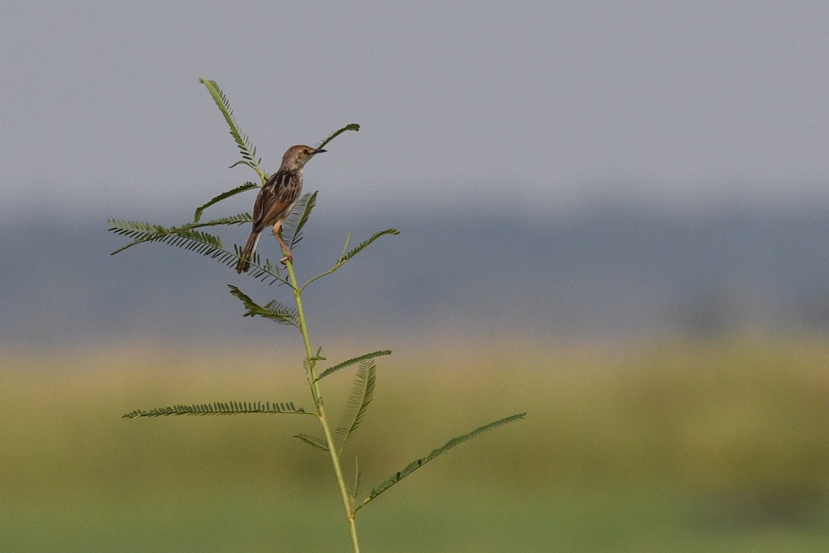 Luapula Cisticola - ML616116680