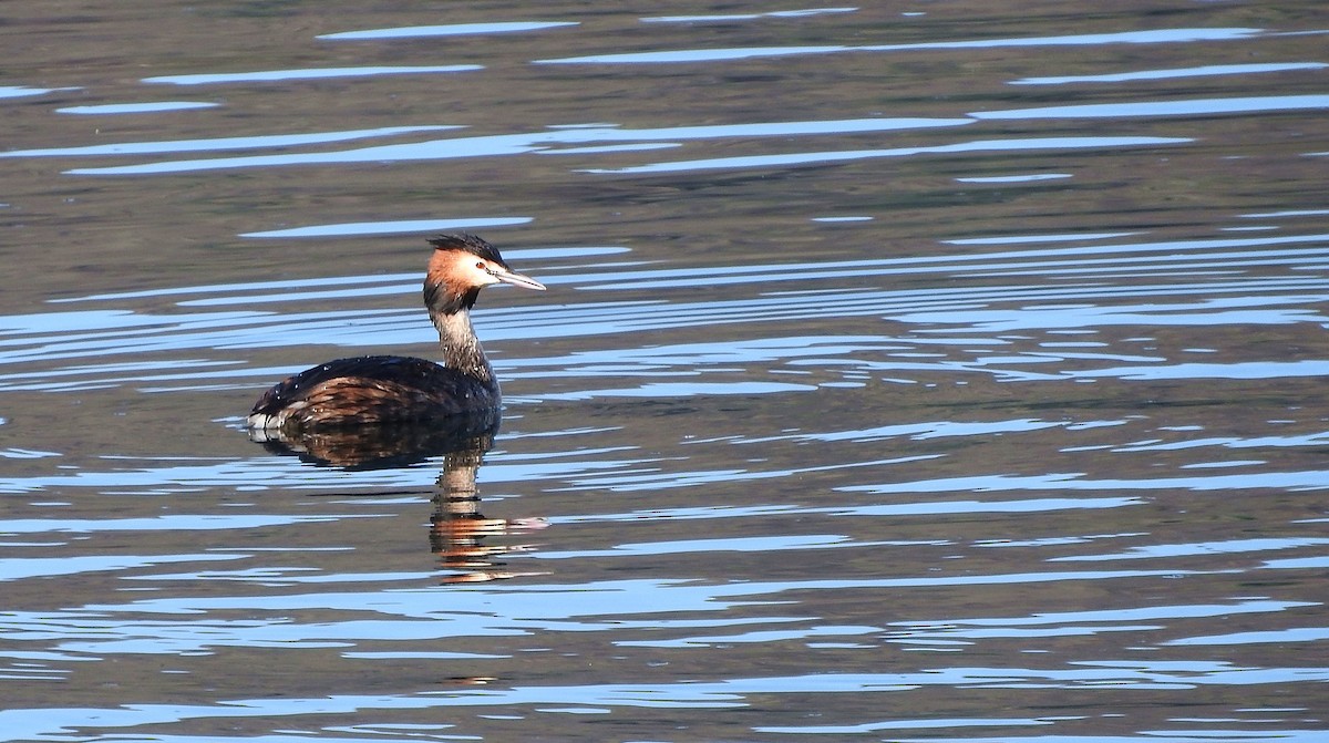 Great Crested Grebe - Matt Slaymaker