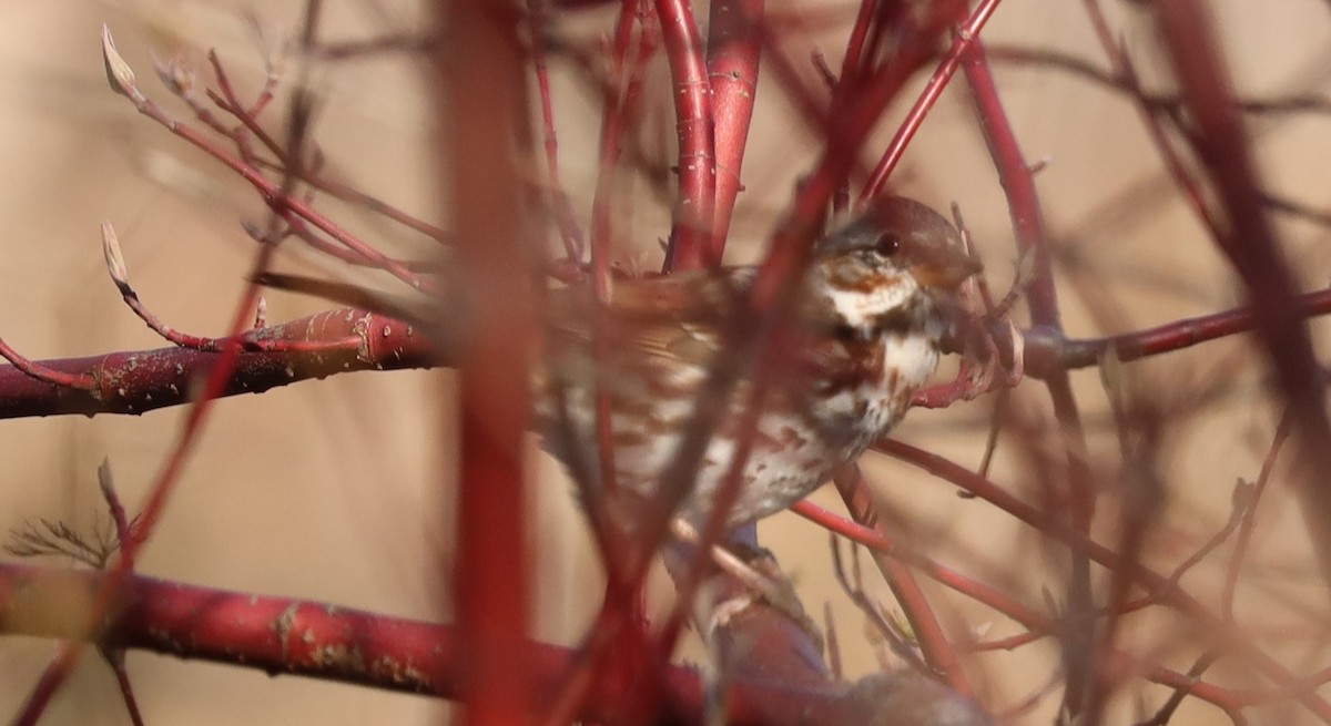 Fox Sparrow - ML616116803