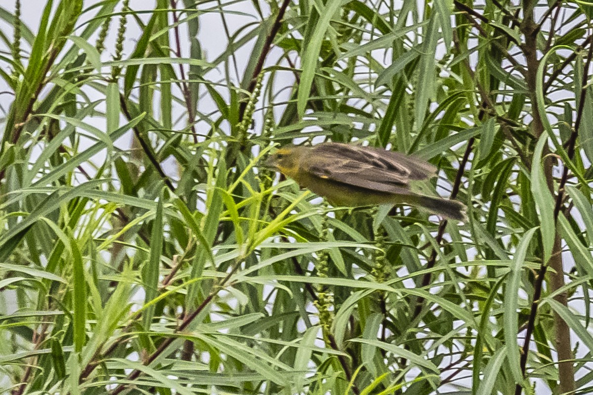 Grassland Yellow-Finch - Amed Hernández