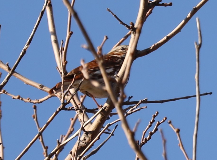 Fox Sparrow - ML616116823