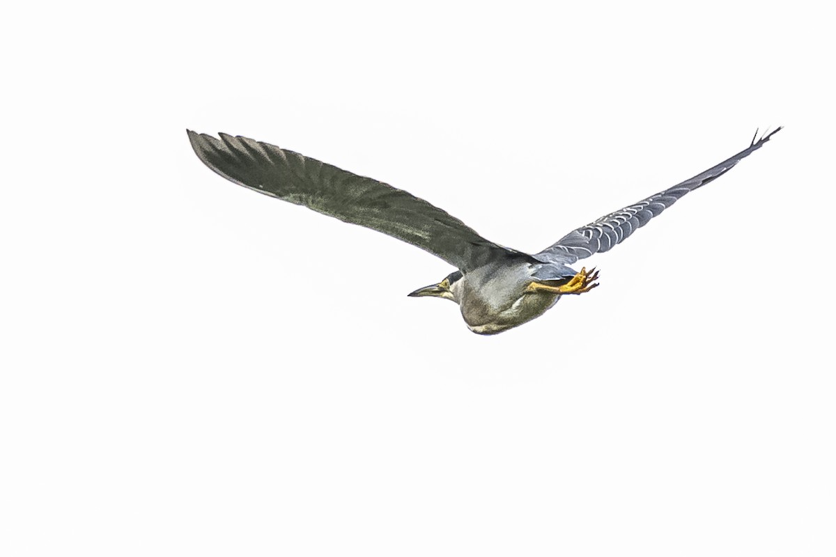 Striated Heron - Amed Hernández