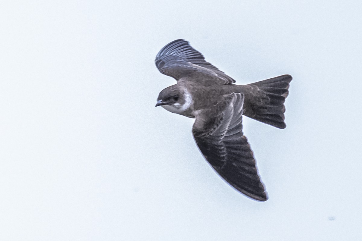 Brown-chested Martin - Amed Hernández