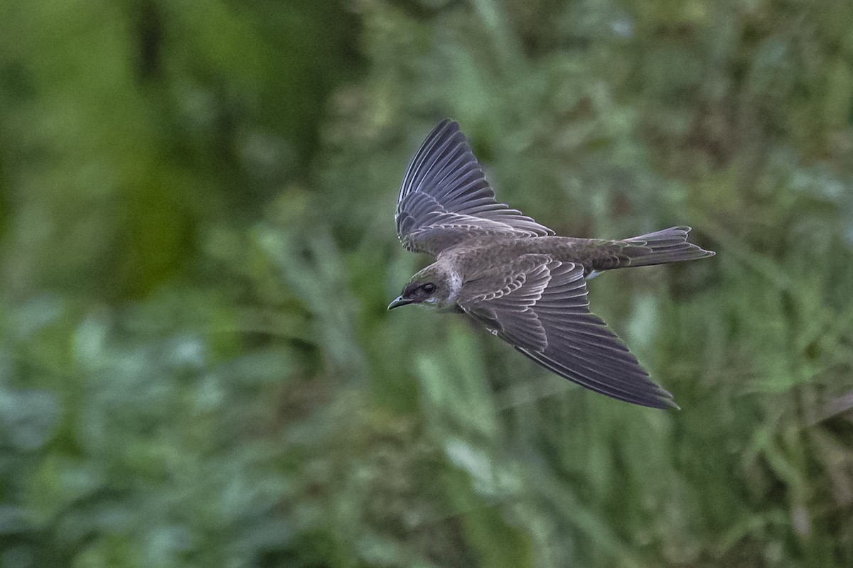 Brown-chested Martin - Amed Hernández