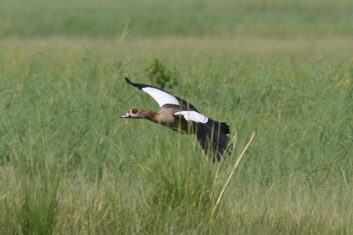 Egyptian Goose - ML616116872