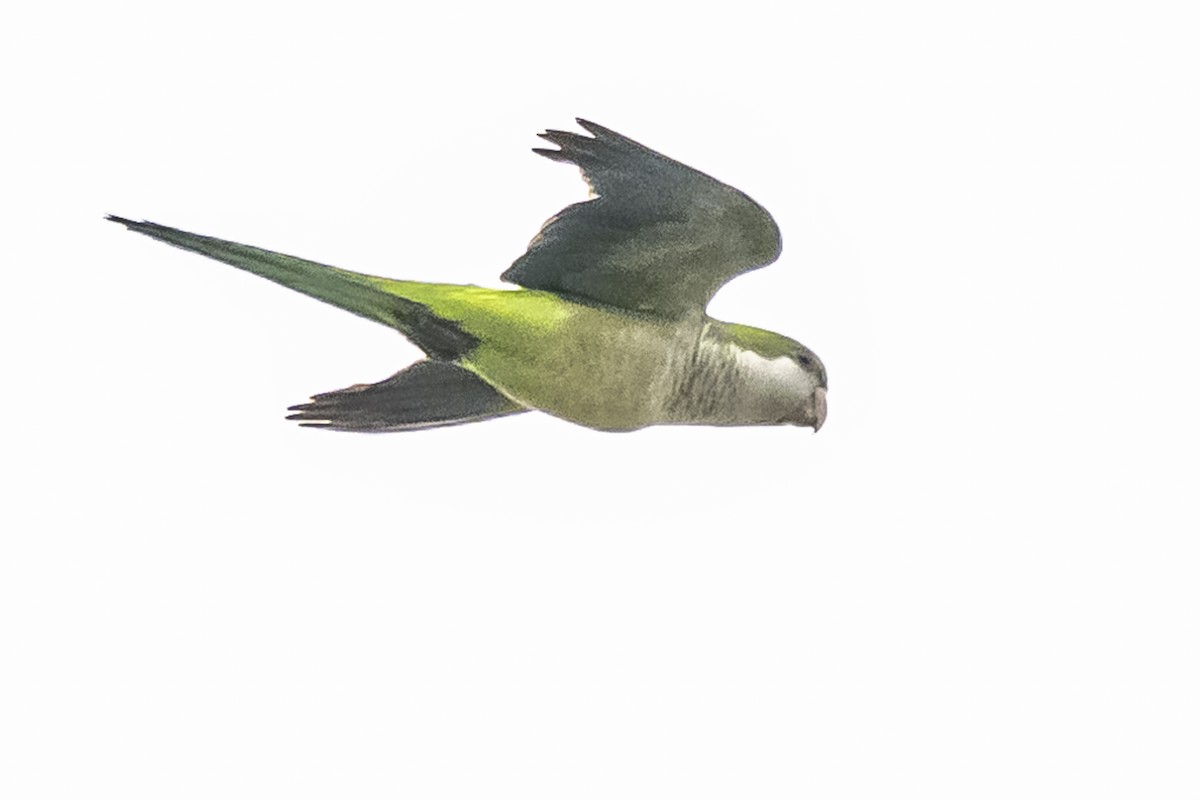 Monk Parakeet - Amed Hernández