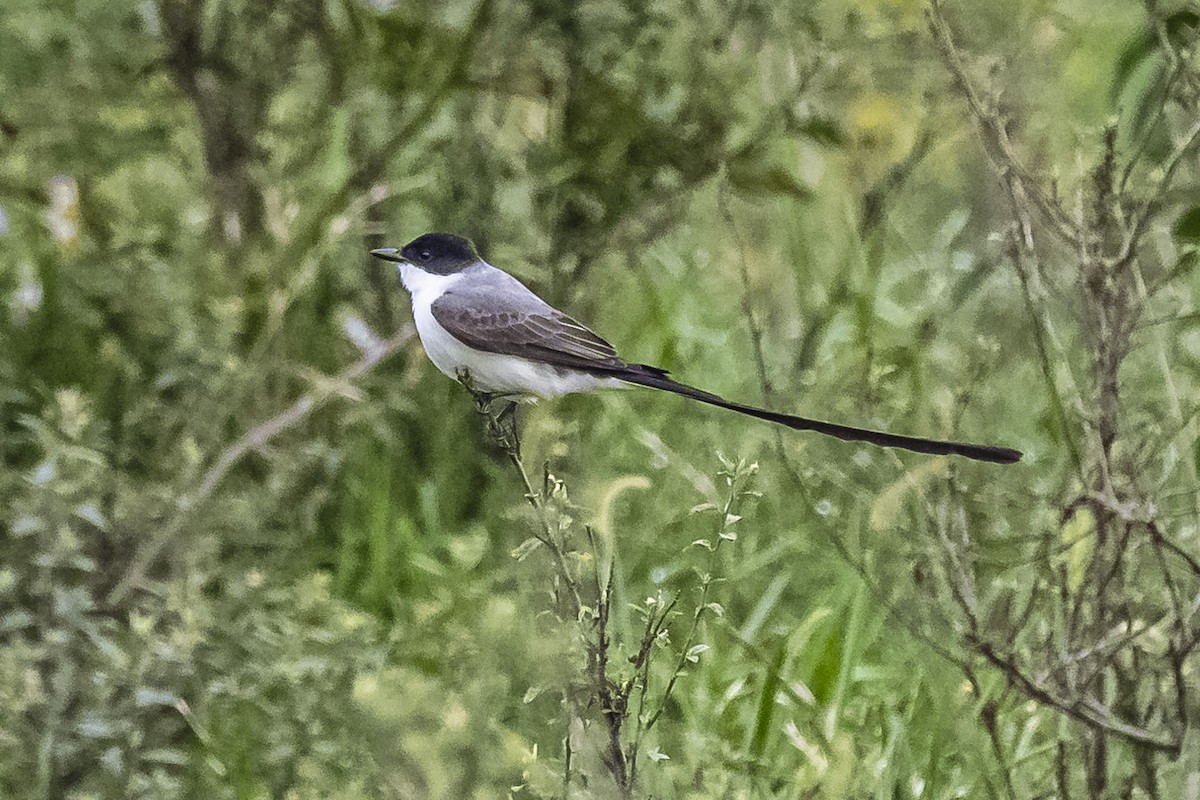 Fork-tailed Flycatcher - Amed Hernández