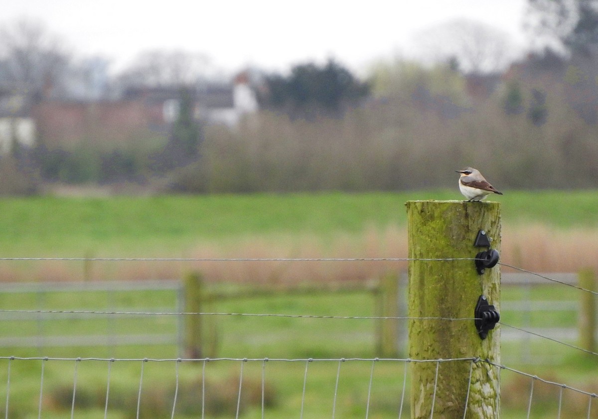 Northern Wheatear (Eurasian) - Matt Slaymaker