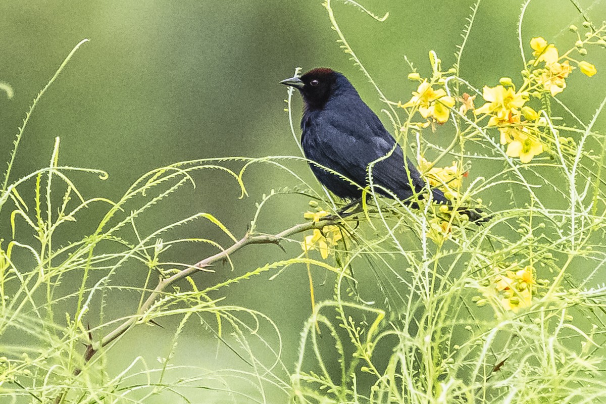 Chestnut-capped Blackbird - Amed Hernández