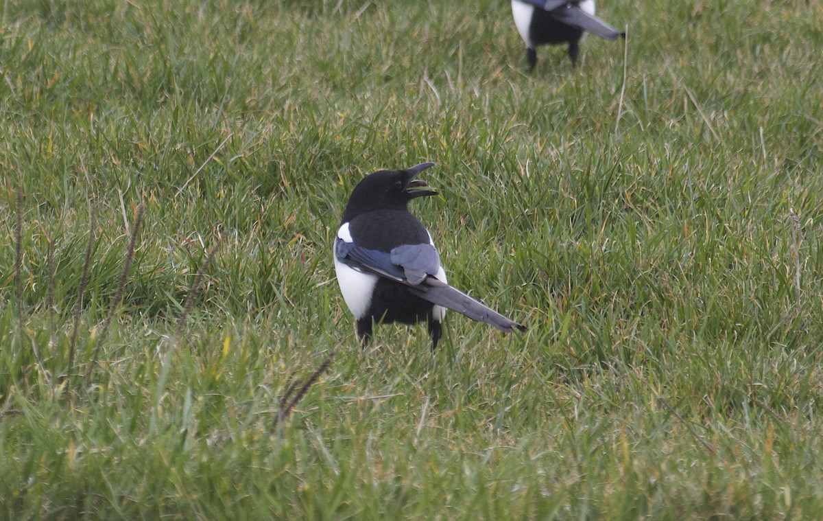 Black-billed Magpie - ML616116927