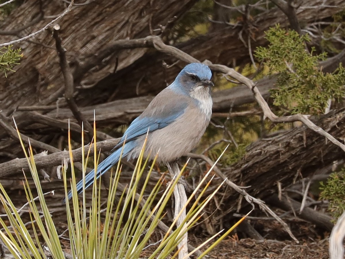 Woodhouse's Scrub-Jay - ML616116956