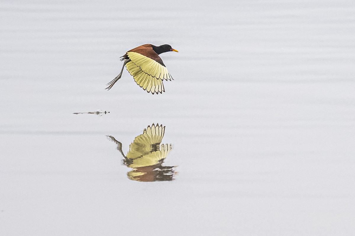 Wattled Jacana - Amed Hernández