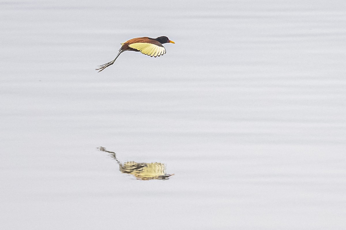 Wattled Jacana - Amed Hernández