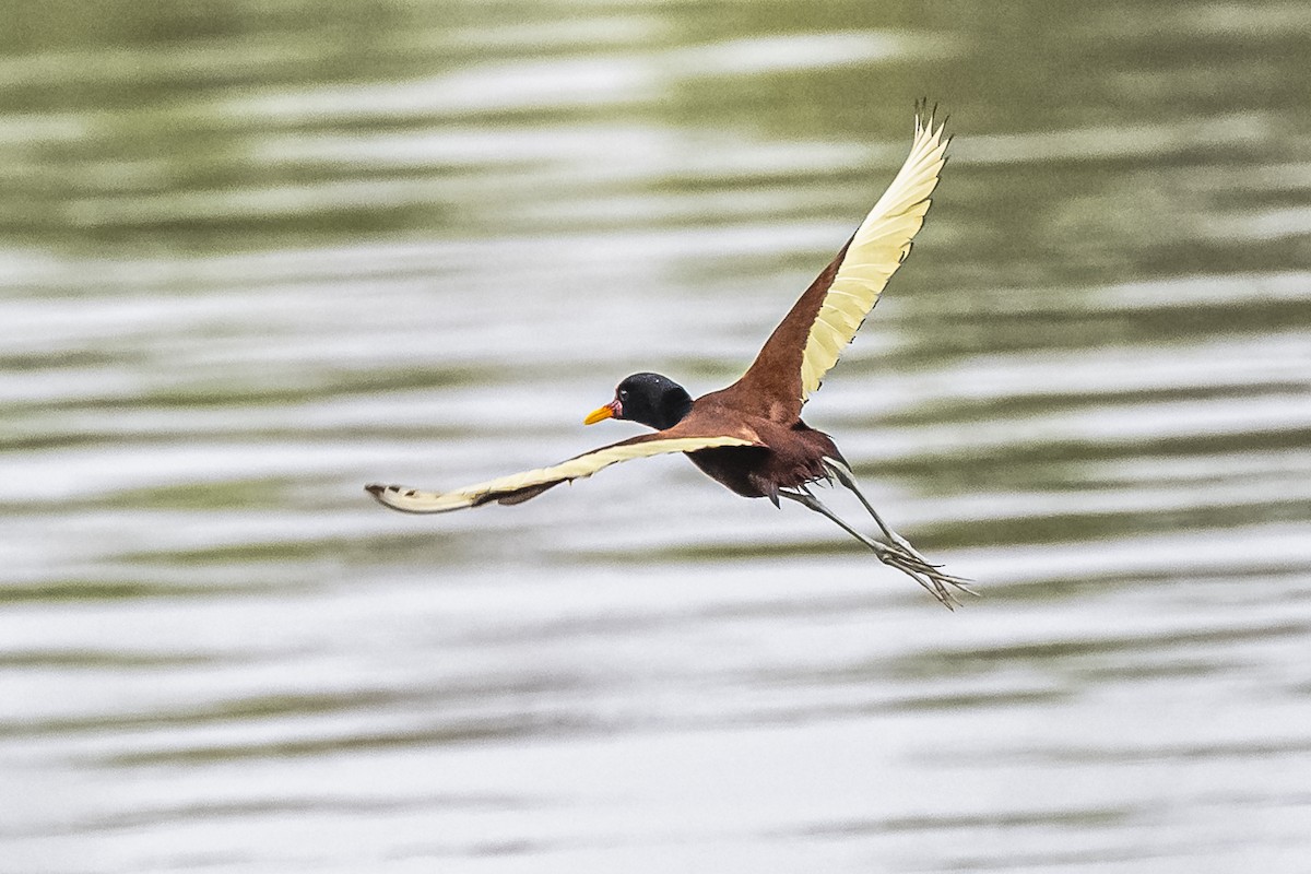 Wattled Jacana - Amed Hernández