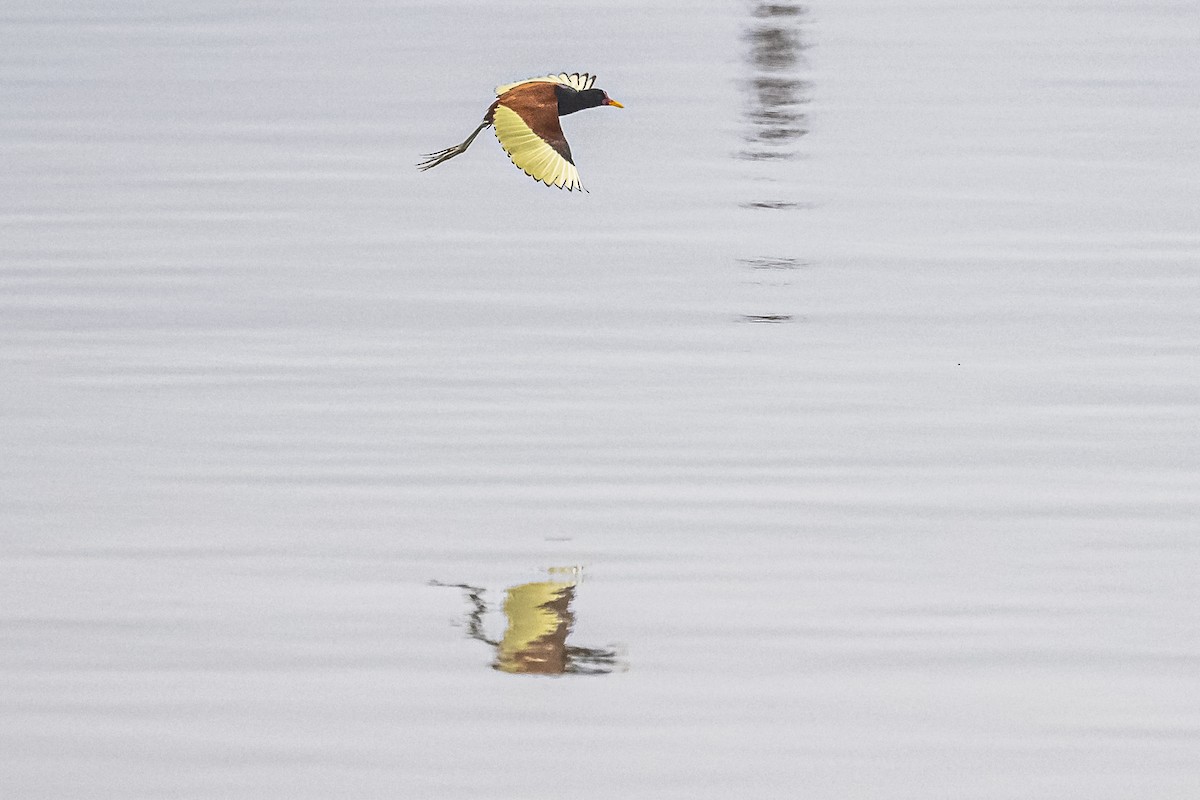 Wattled Jacana - Amed Hernández