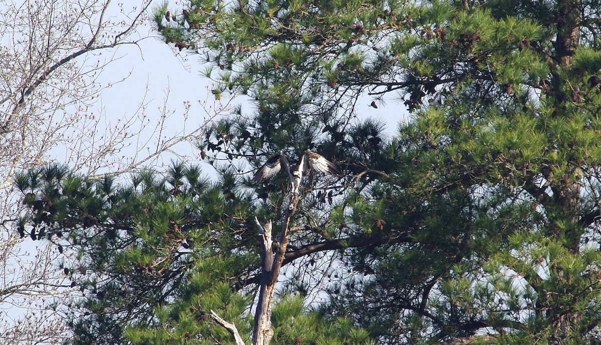 Balbuzard pêcheur - ML616116977