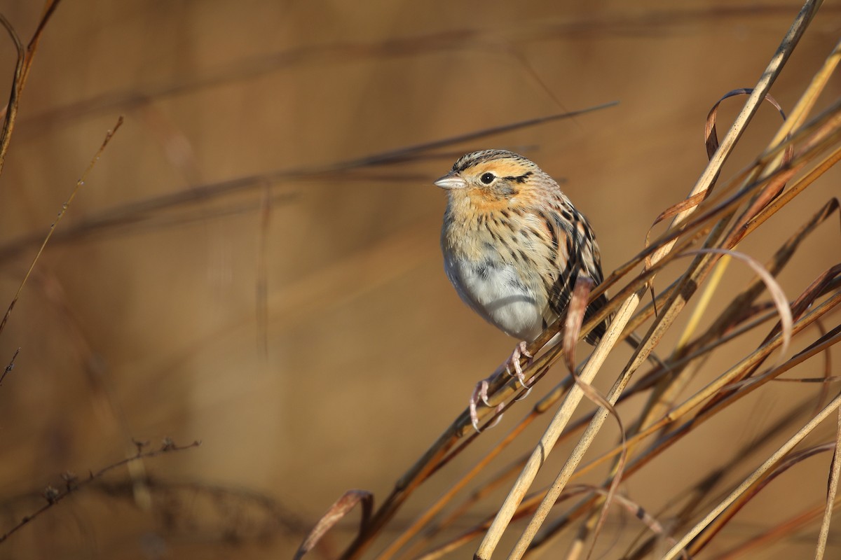 LeConte's Sparrow - Scott Evans