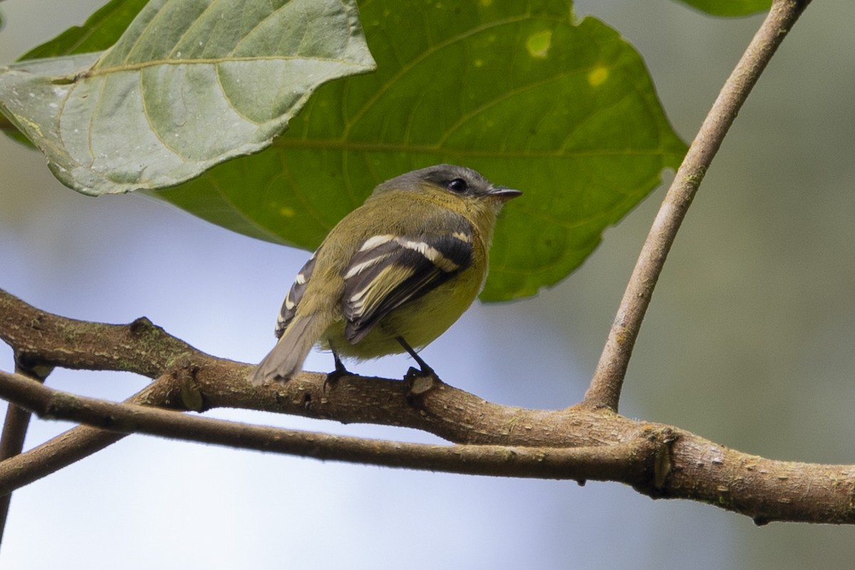 Handsome Flycatcher - ML616117147