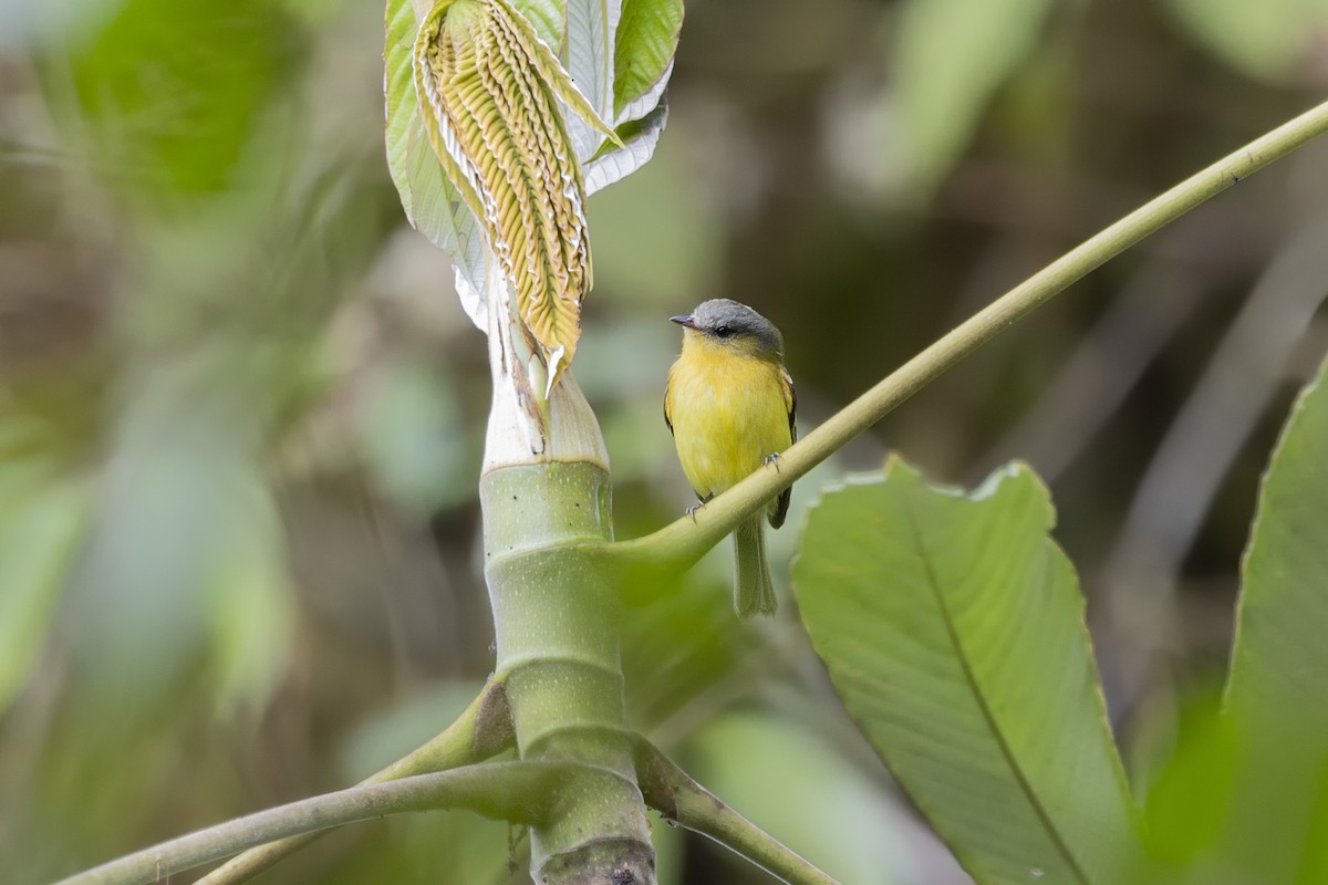 Handsome Flycatcher - ML616117148