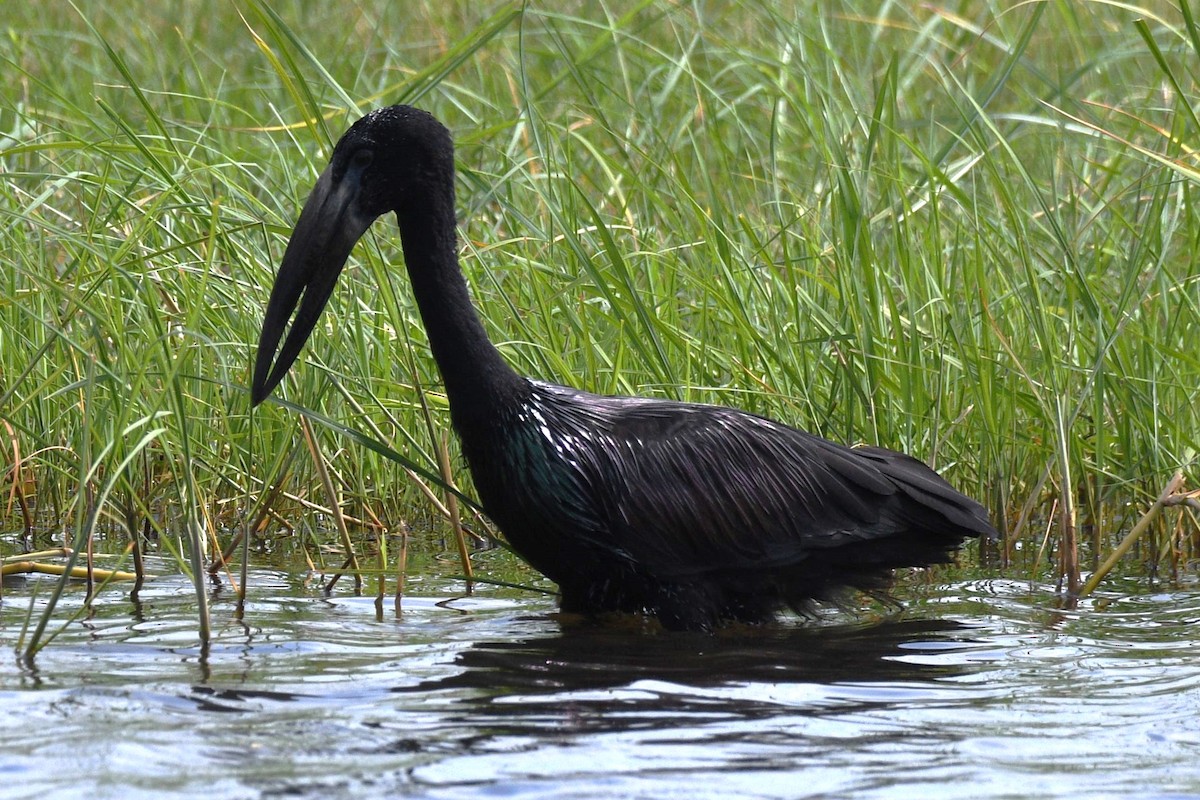 African Openbill - ML616117227