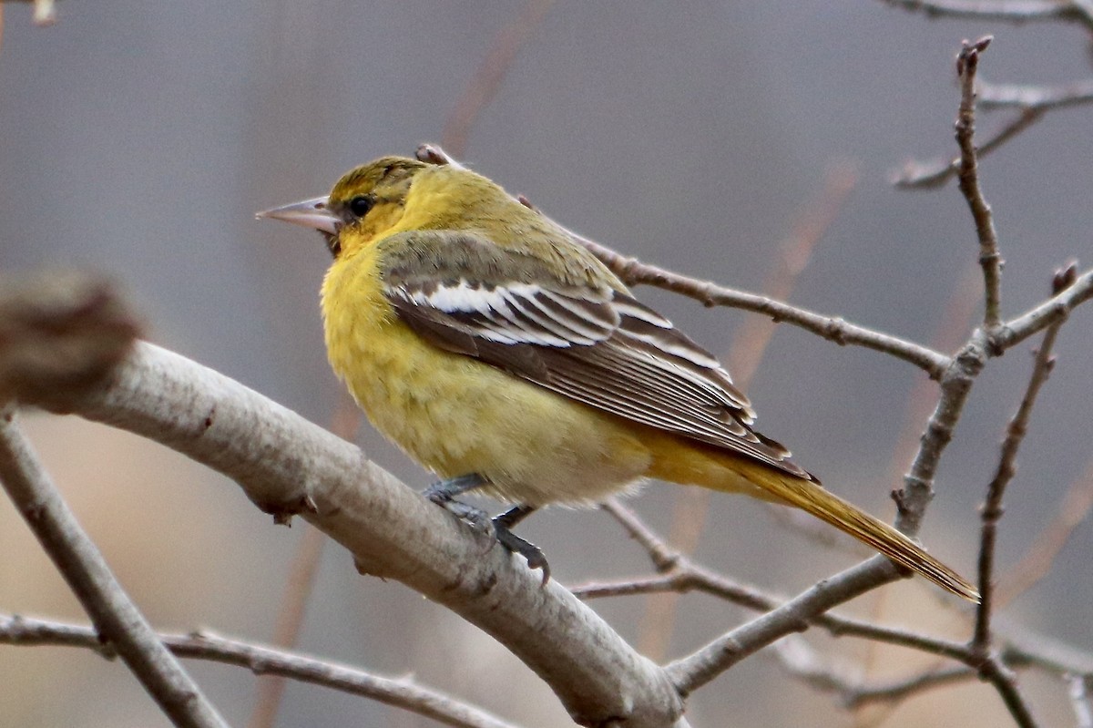 Bullock's Oriole - ML616117288