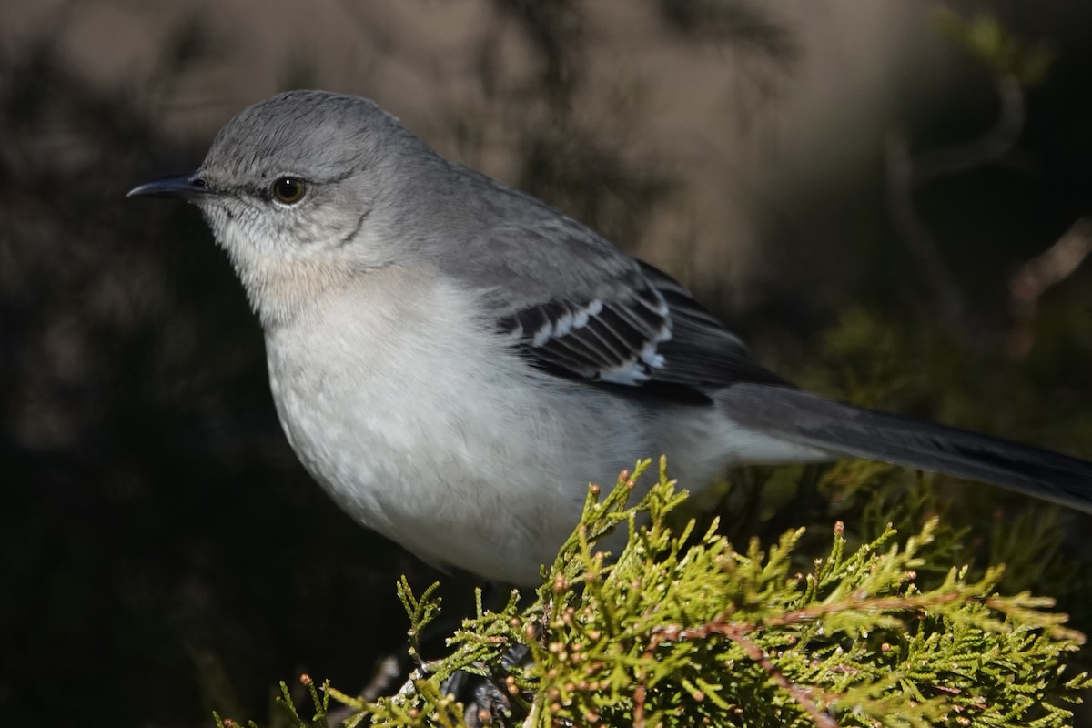 Northern Mockingbird - Dick Plambeck