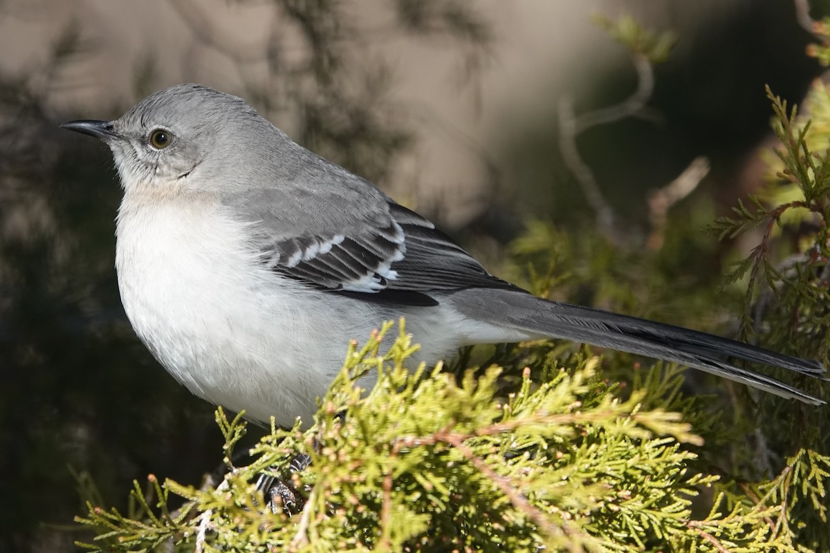 Northern Mockingbird - Dick Plambeck