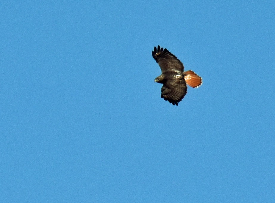 Red-tailed Hawk - ML616117323