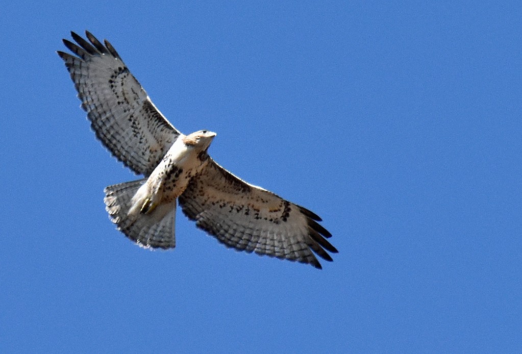 Red-tailed Hawk - ML616117326