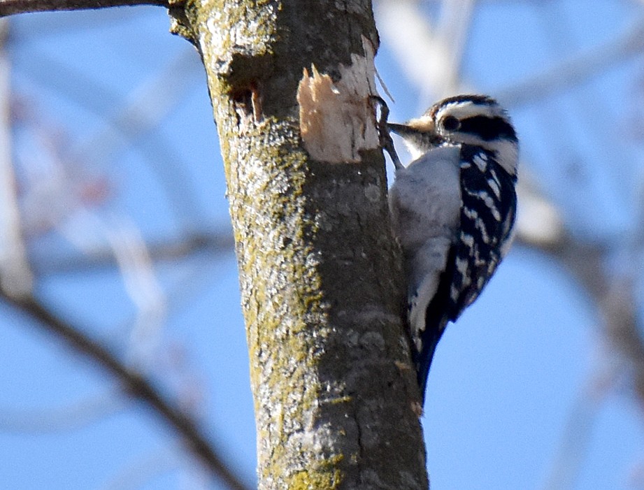 Downy Woodpecker - ML616117338