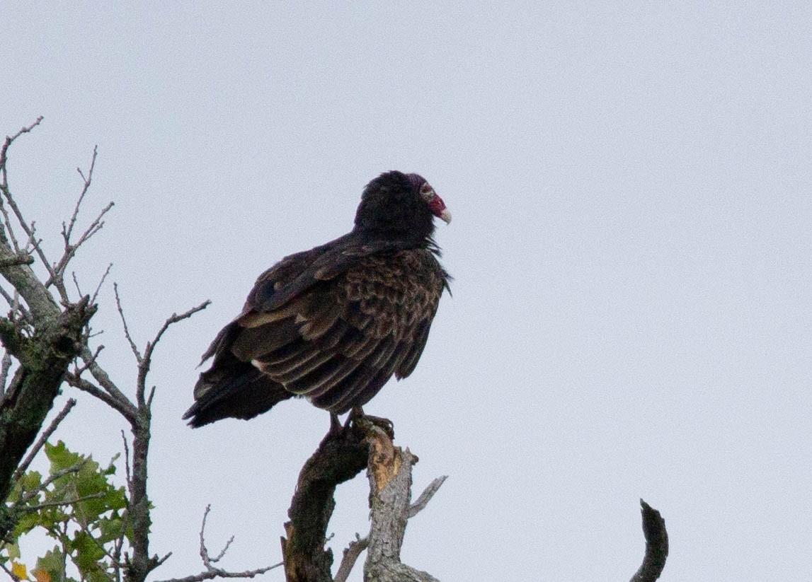 Turkey Vulture - ML616117363