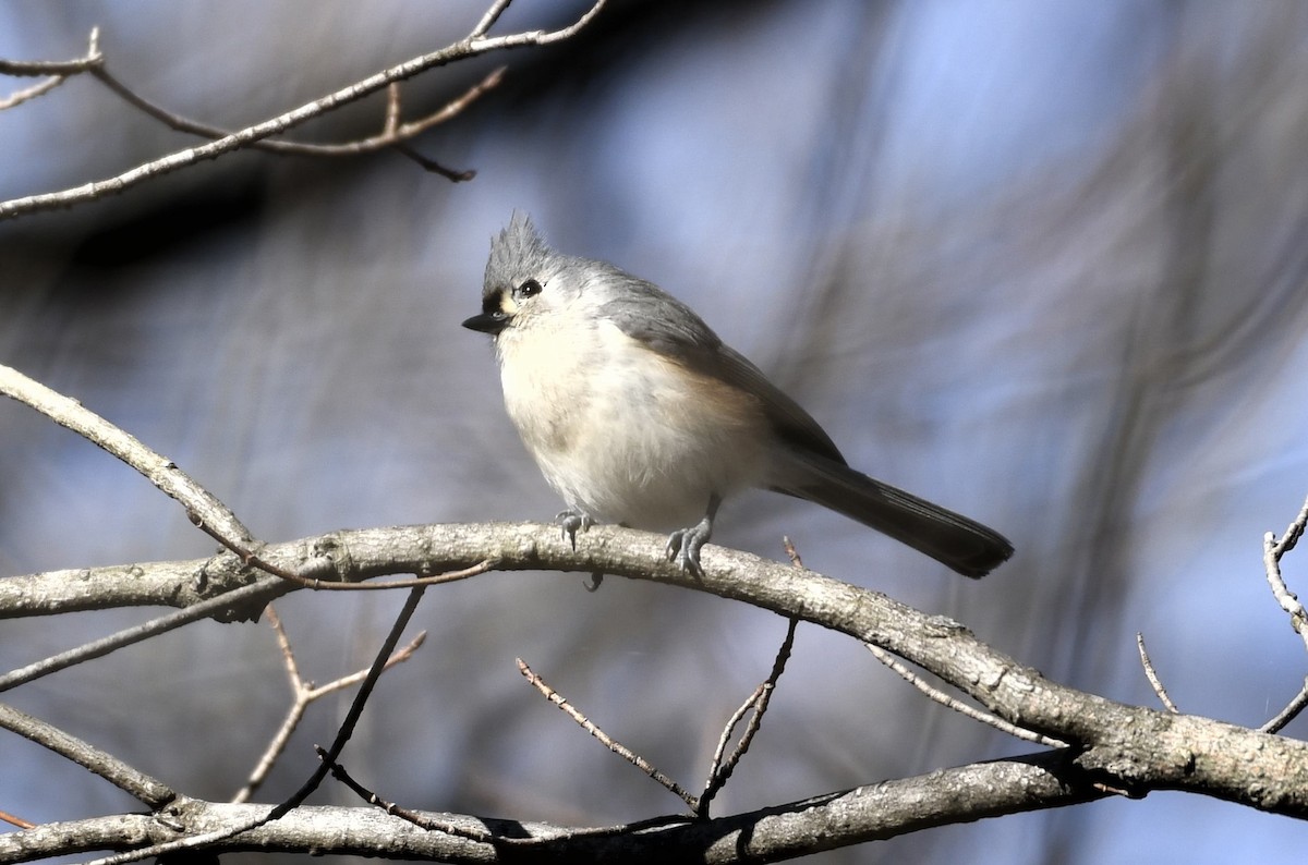 Tufted Titmouse - ML616117377