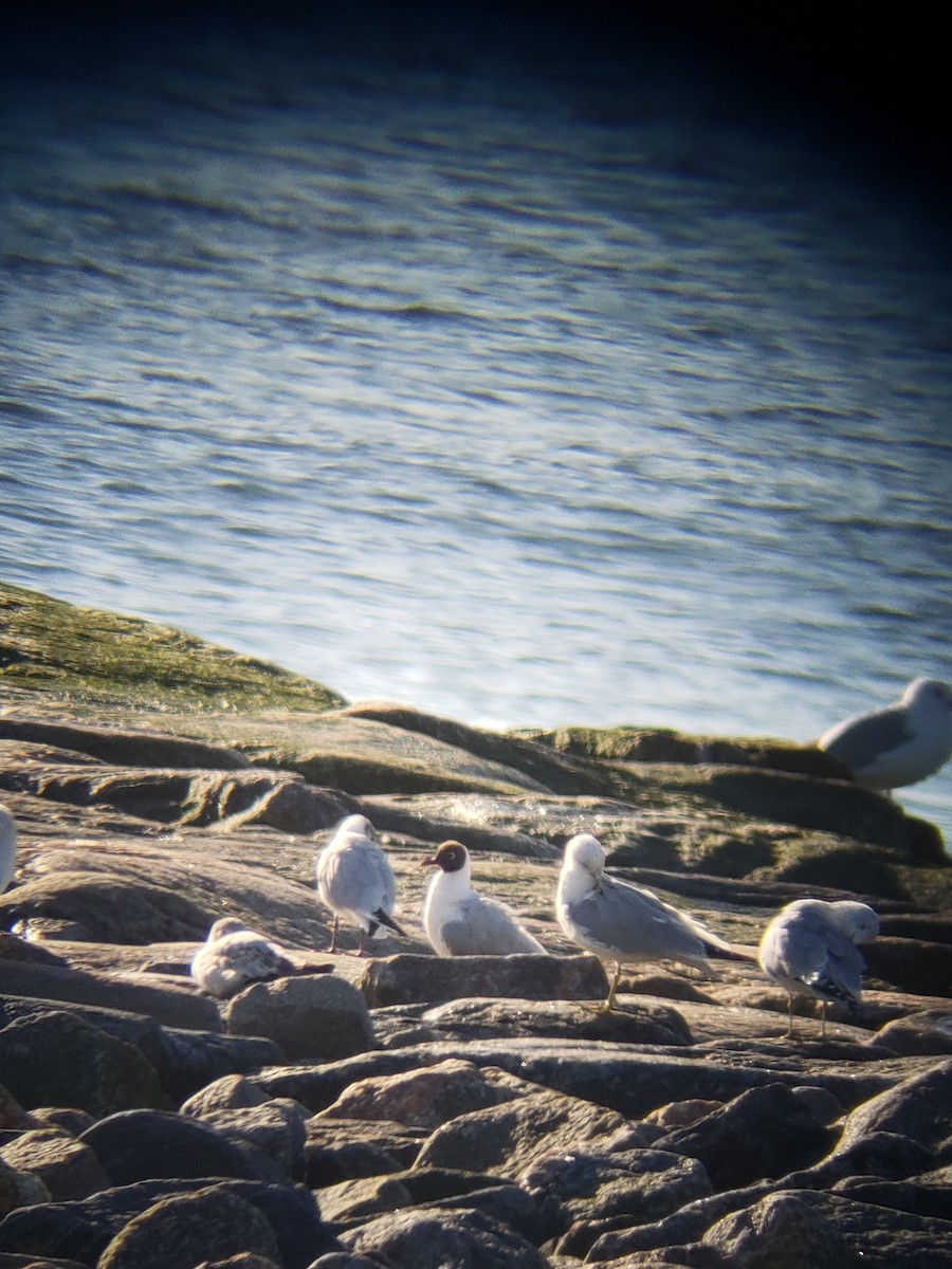 Mouette rieuse - ML616117397