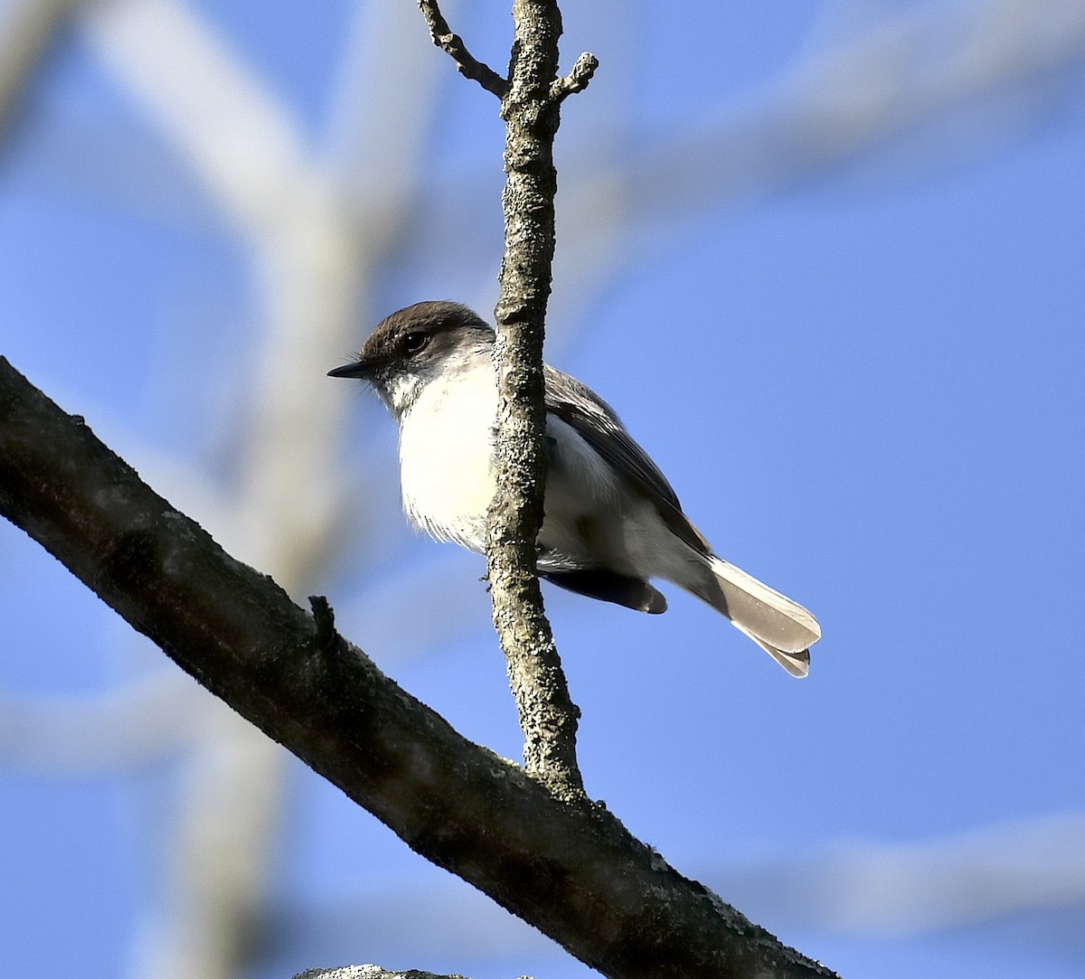 Eastern Phoebe - ML616117398