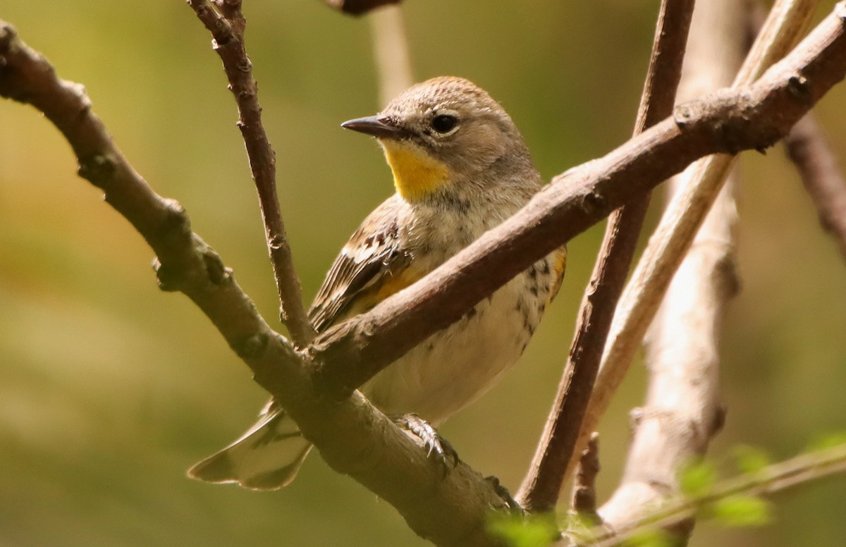 Yellow-rumped Warbler (Audubon's) - ML616117435