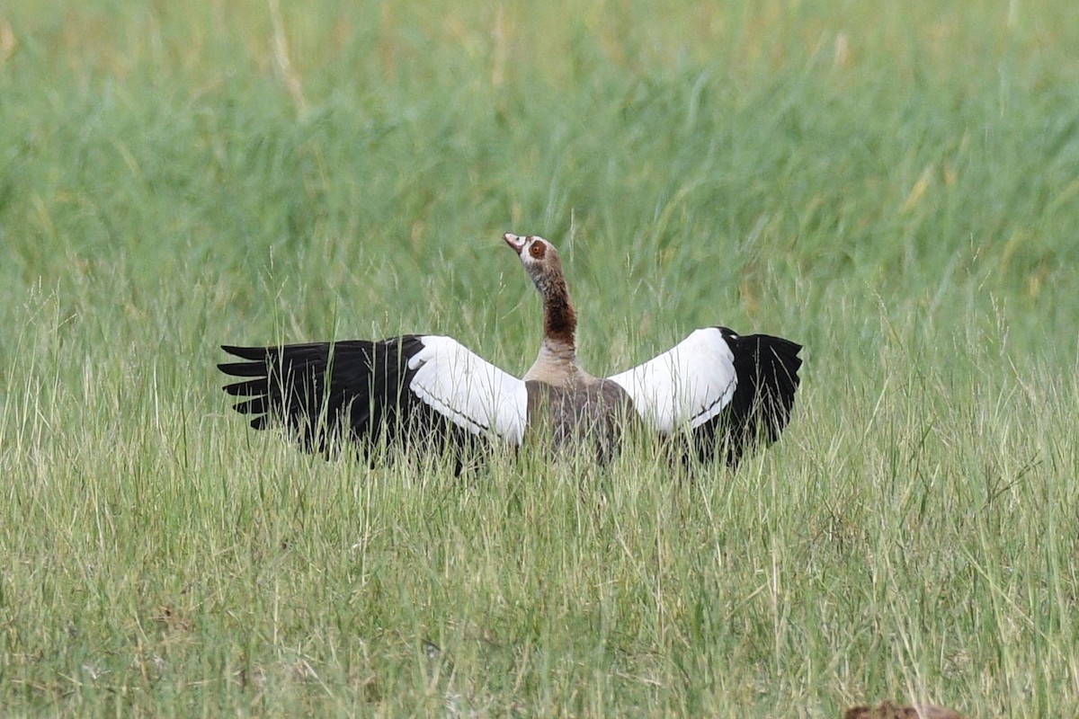 Egyptian Goose - ML616117454