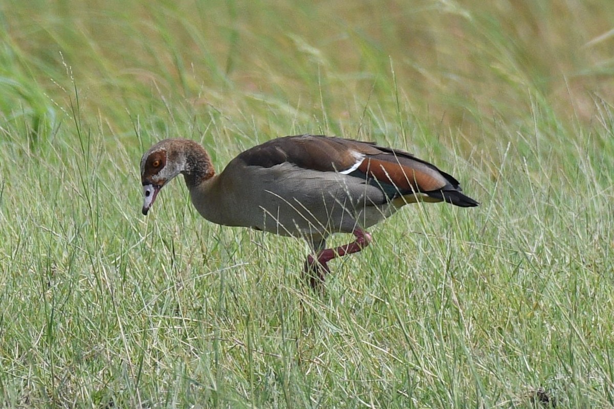 Egyptian Goose - Scott Gruwell